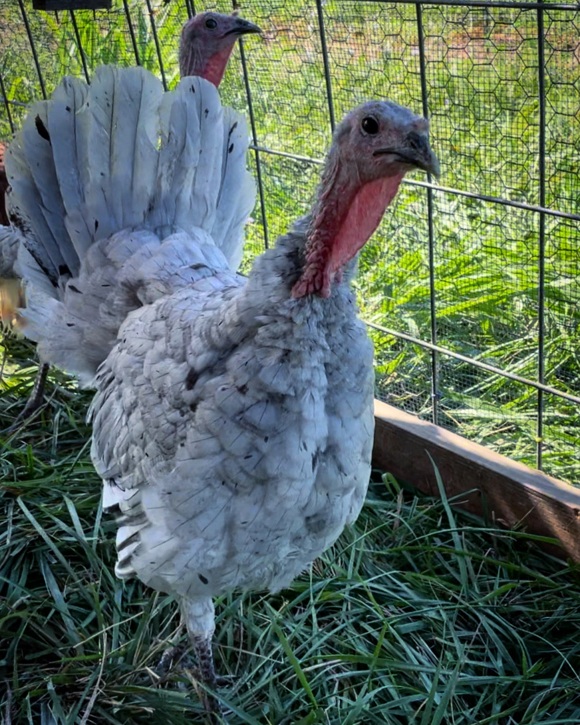 Heritage Turkey Poult - Blue Slate