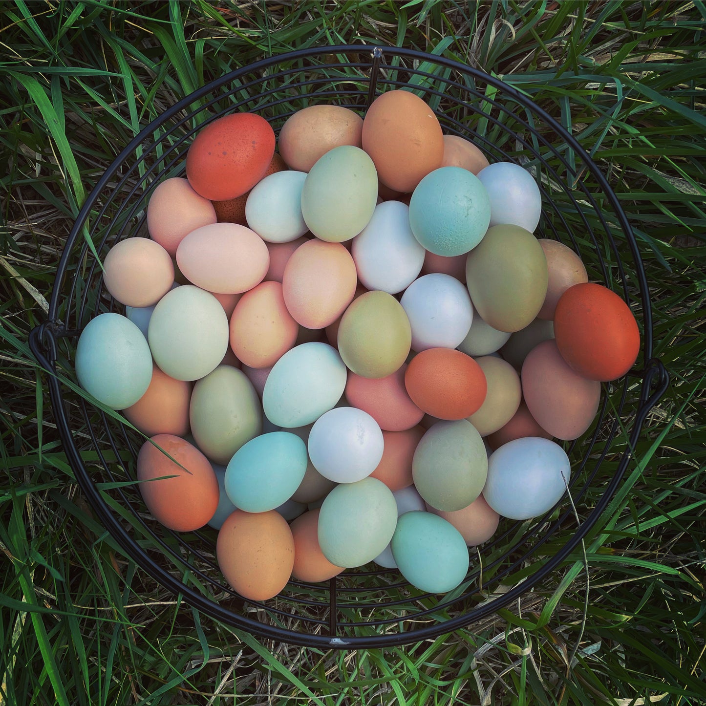 Rainbow chicken hatching eggs