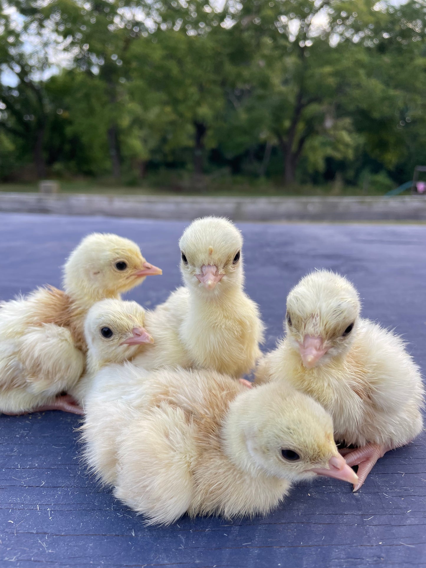 Heritage Turkey Poult - White Holland