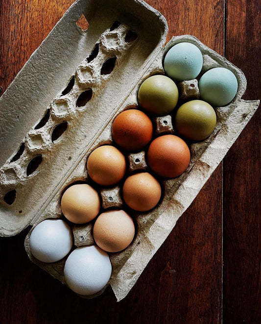 Rainbow chicken hatching eggs