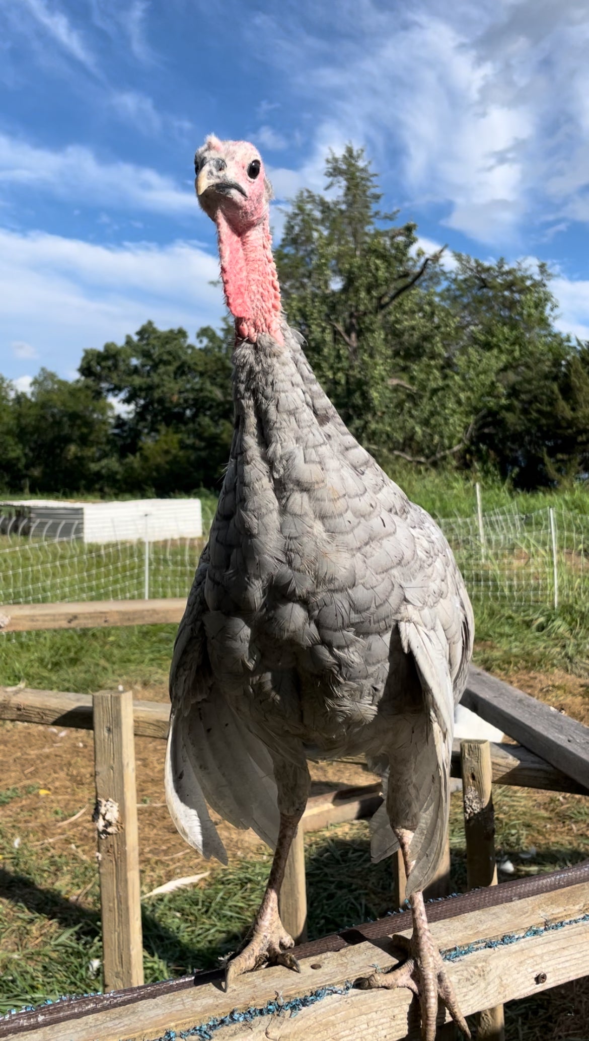 Heritage Turkey Poult - Blue Slate