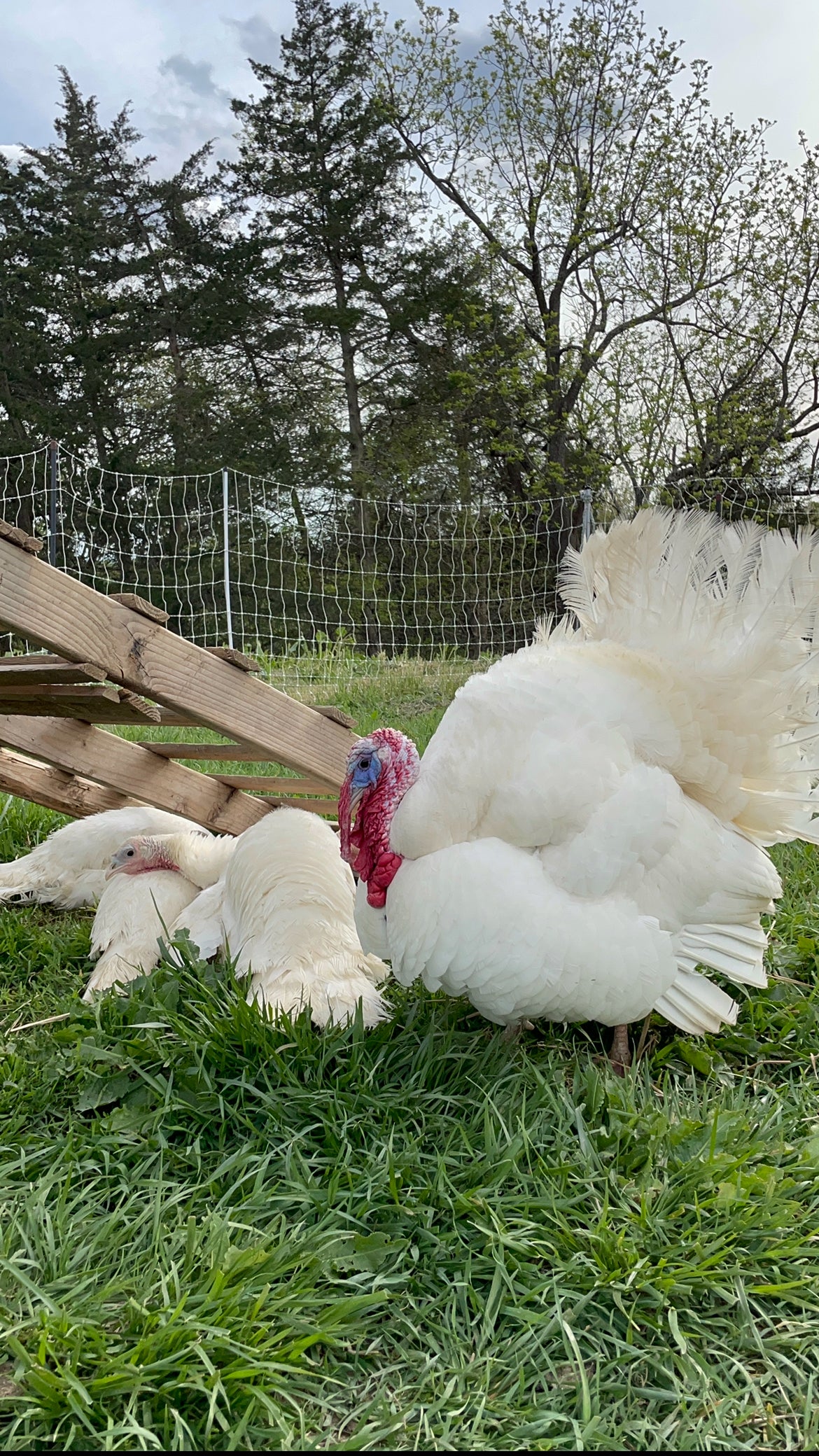 Heritage Turkey Poult - White Holland