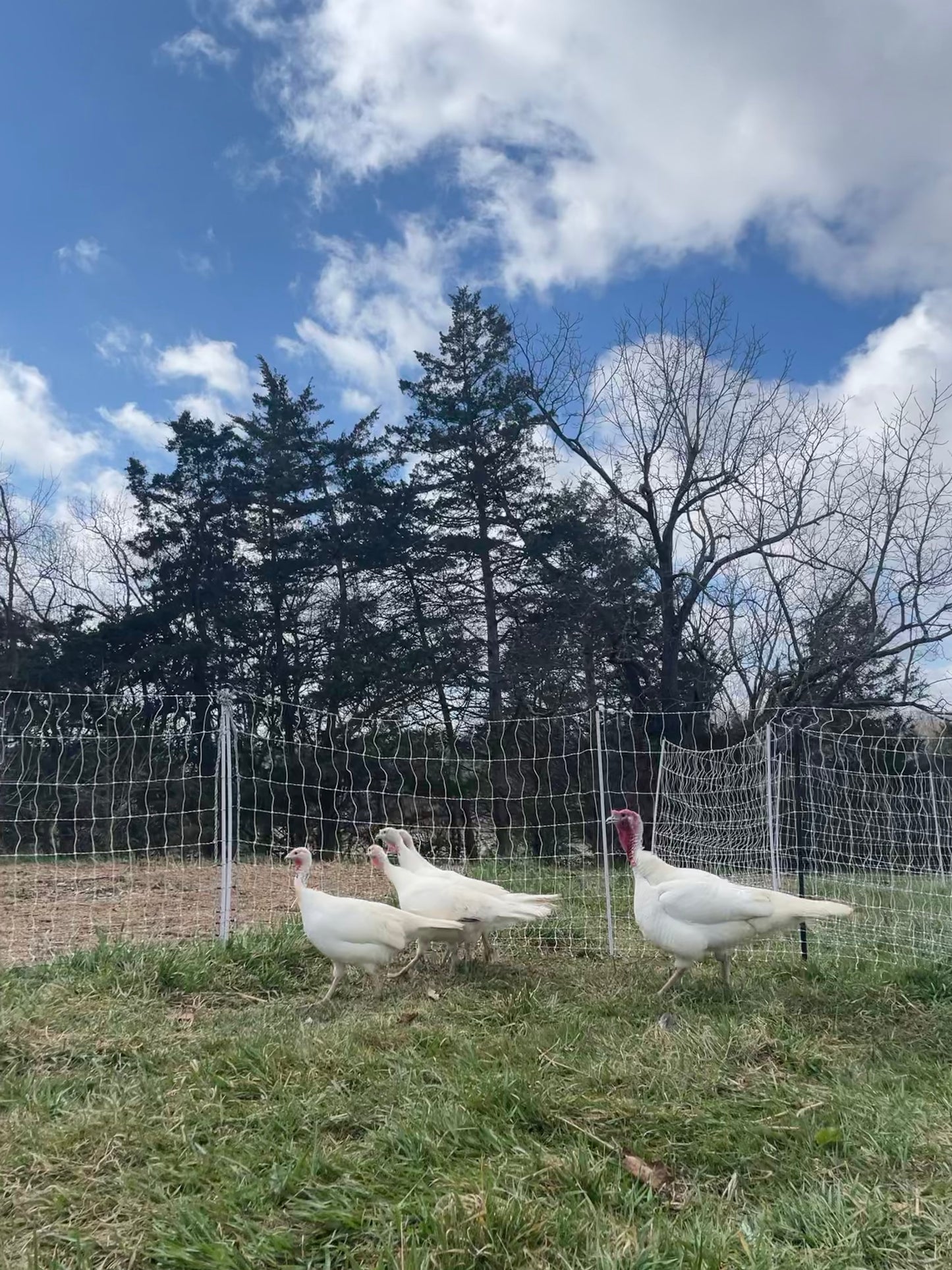 Heritage Turkey Poult - White Holland