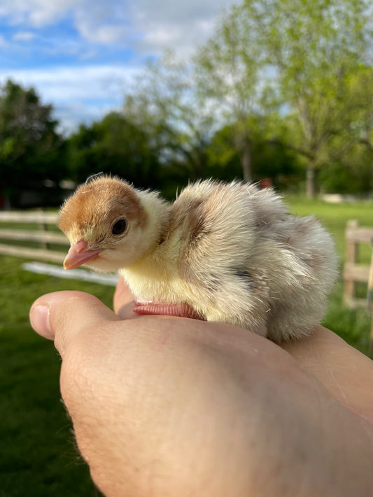 Heritage Turkey Poult - Bourbon Red