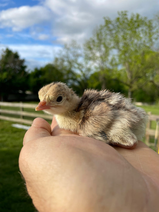 Heritage Turkey Poult - Mystery